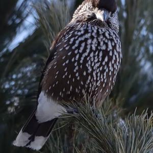 Spotted Nutcracker