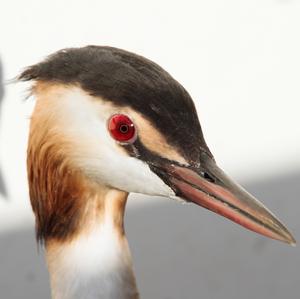 Great Crested Grebe