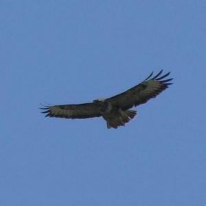 Common Buzzard