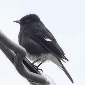 Pied Bushchat