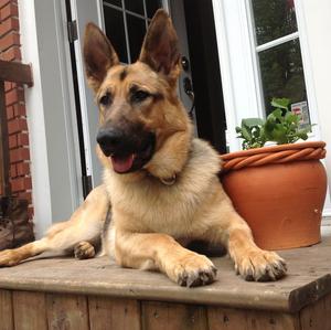 German Shepherd