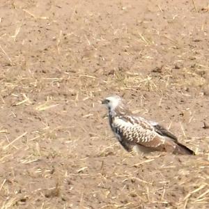 Common Buzzard