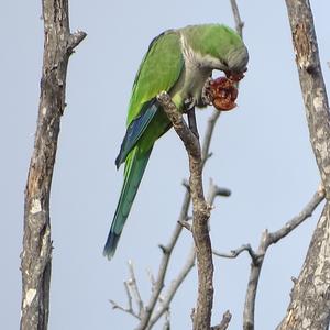 Monk Parakeet