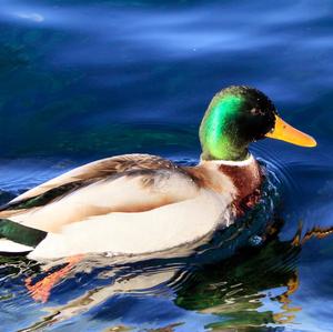 Mallard