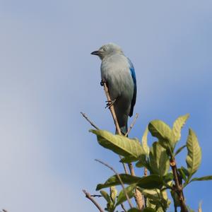 Blue-grey Tanager