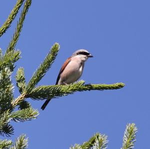 Red-backed Shrike