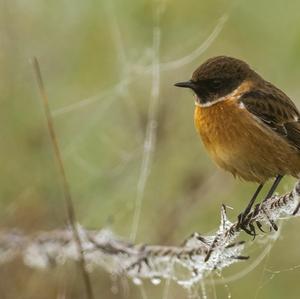 European stonechat