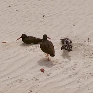 Eurasian Oystercatcher