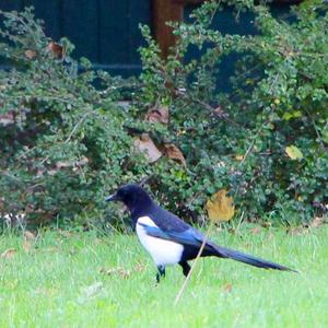 Black-billed Magpie