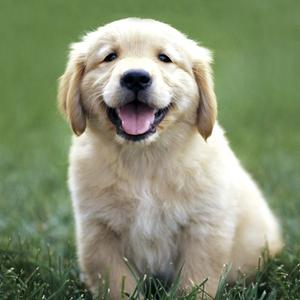 Retriever (Golden)