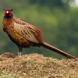 Common Pheasant