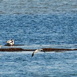 Common Shelduck