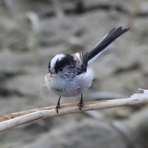 Long-tailed Tit