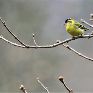 Eurasian Siskin