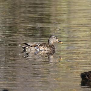 Mallard