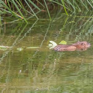 Muskrat