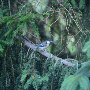 Great Tit