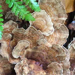 Turkey-tail