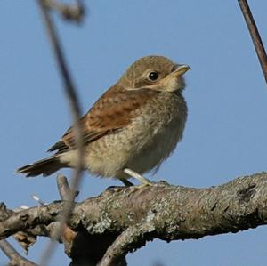 Red-backed Shrike