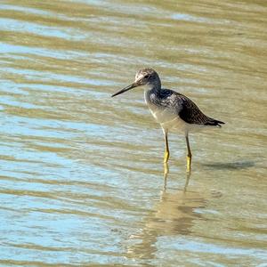 Green Sandpiper