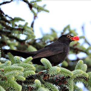 Eurasian Blackbird