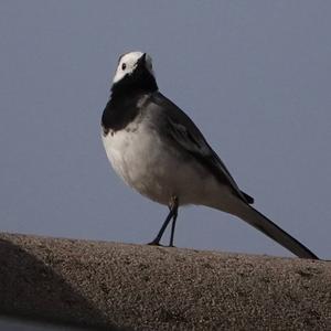 White Wagtail