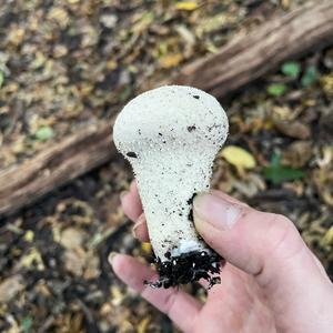 Gem-studded Puffball