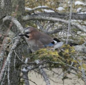 Eurasian Jay