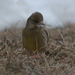 European Greenfinch