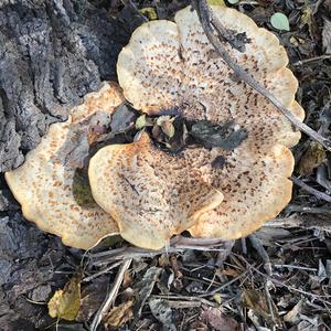 Dryad`s Saddle