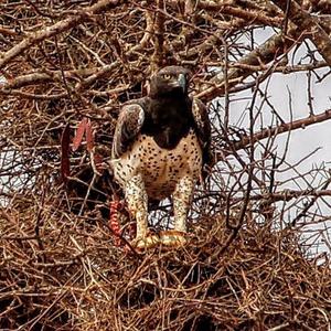 Martial Eagle