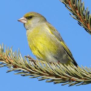 European Greenfinch