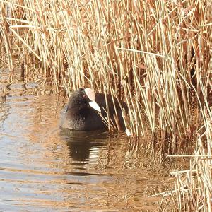 Common Coot