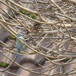 Blue Tit