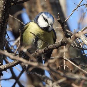 Blue Tit