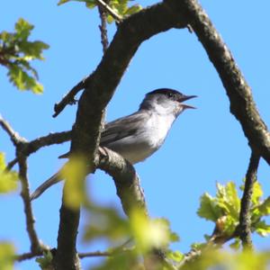 Blackcap