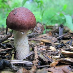 Wine-cap Stropharia