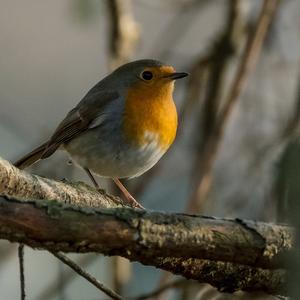 European Robin