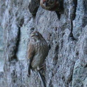 Eurasian Linnet