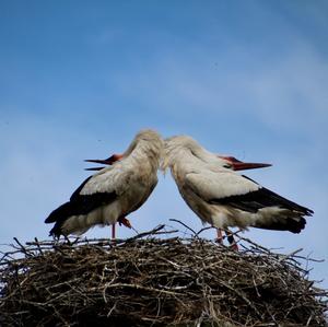 White Stork