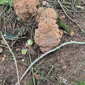 Eastern Cauliflower Mushroom