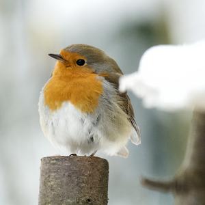 European Robin