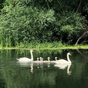 Mute Swan