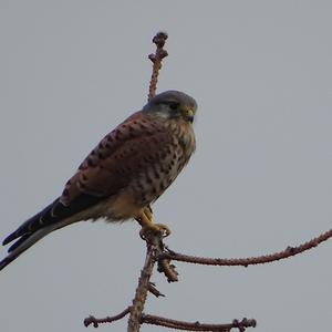 Common Kestrel