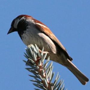 House Sparrow