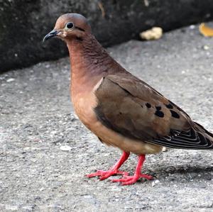 Zenaida Dove