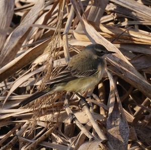 Yellow Wagtail