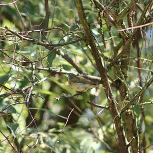 Bonelli's Warbler