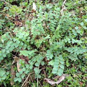 Salad Burnet