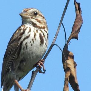 Song Sparrow